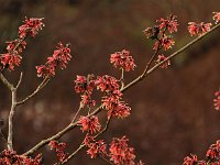 Hamamelis Twilight 2016 01 23 9065